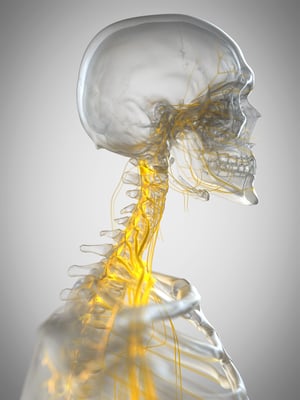 3D medical illustration of the cervical spine and nervous system, highlighting neck pain and nerve compression treated with physical therapy.